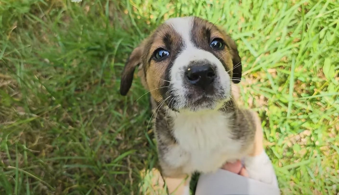 Extra image from article