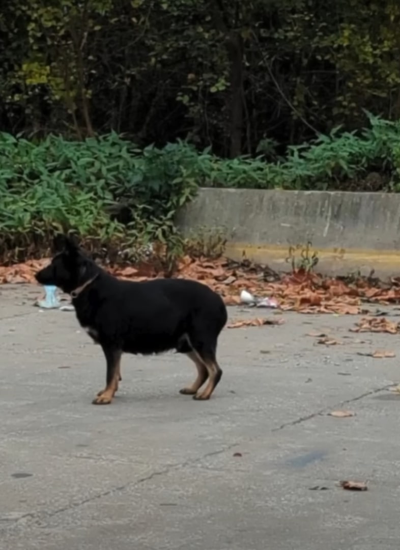 The pressing question now is how long it...