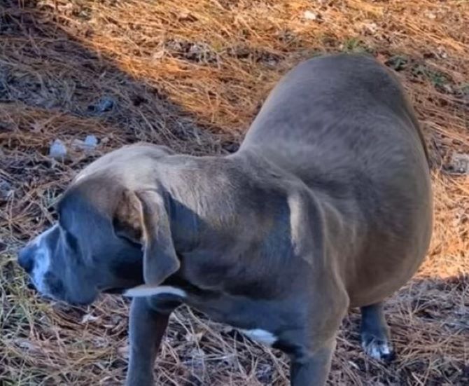 Shortly after her rescue, Lotus gave bir...