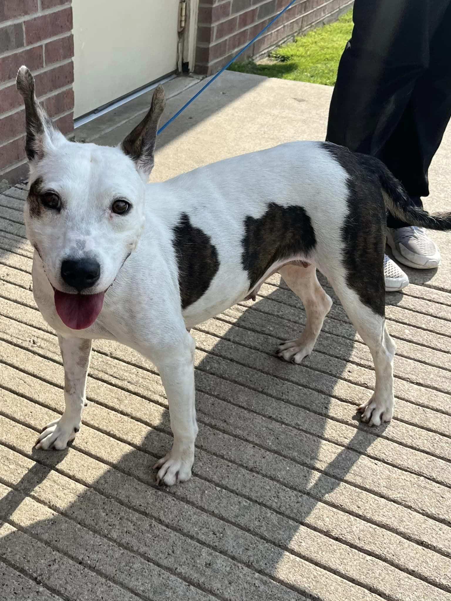 Extra image from article