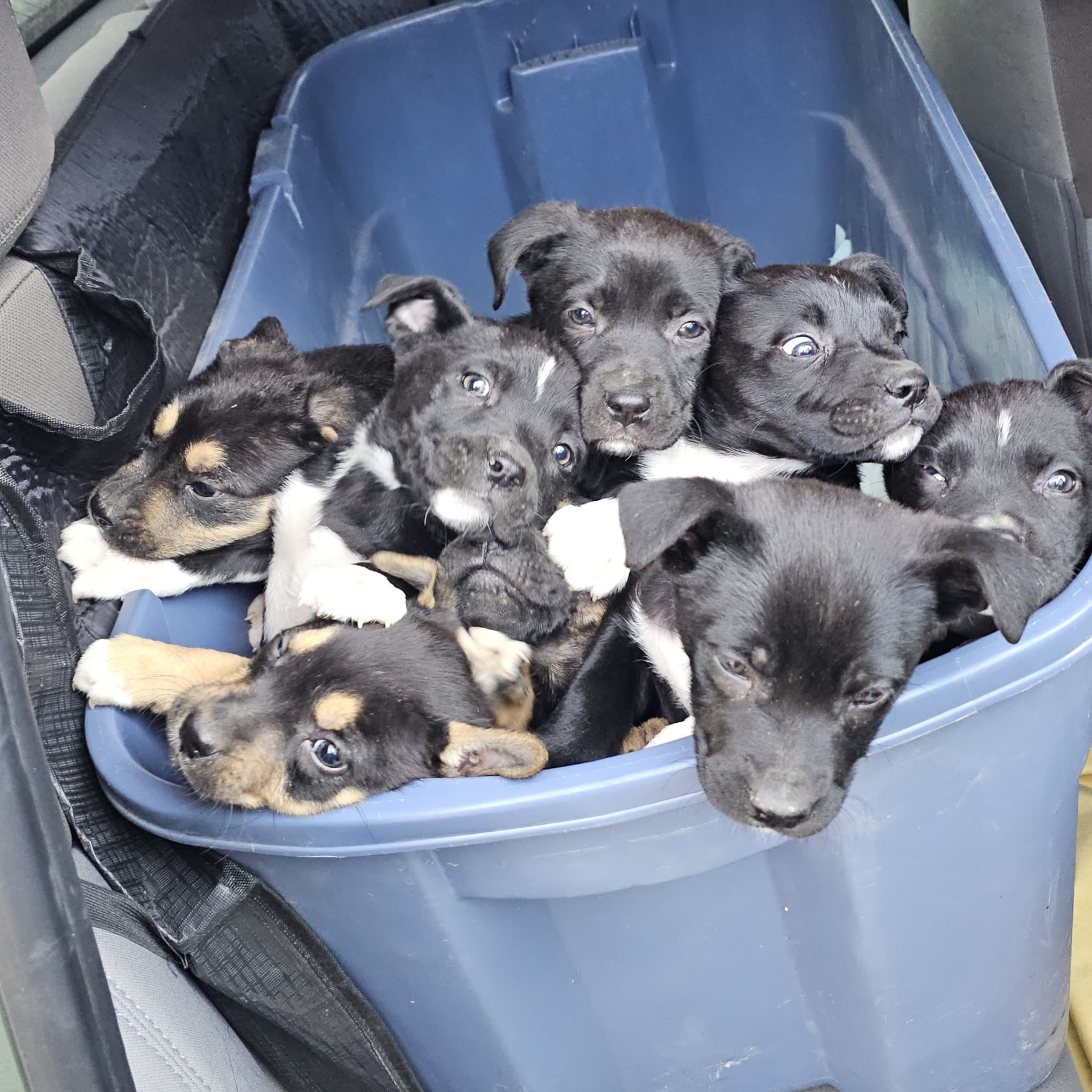 Extra image from article