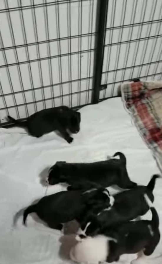 Extra image from article