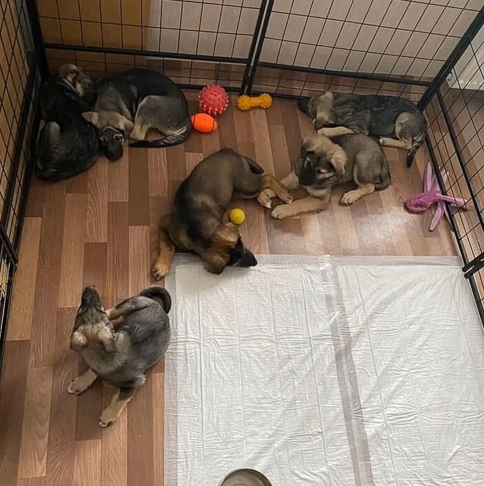 Extra image from article