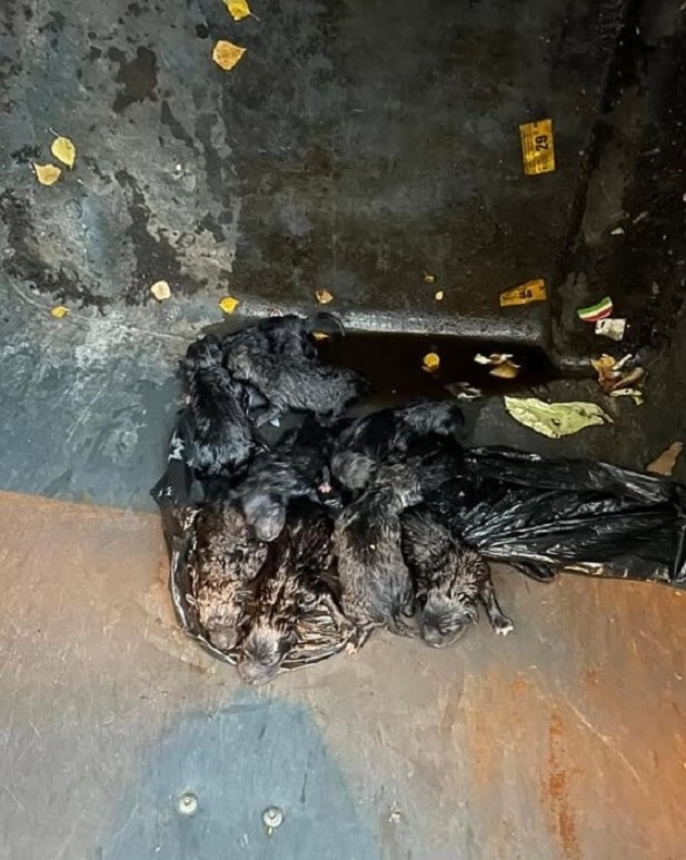 With renewed spirits, the furry siblings...