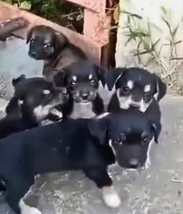 The puppies were not just tiny; they wer...