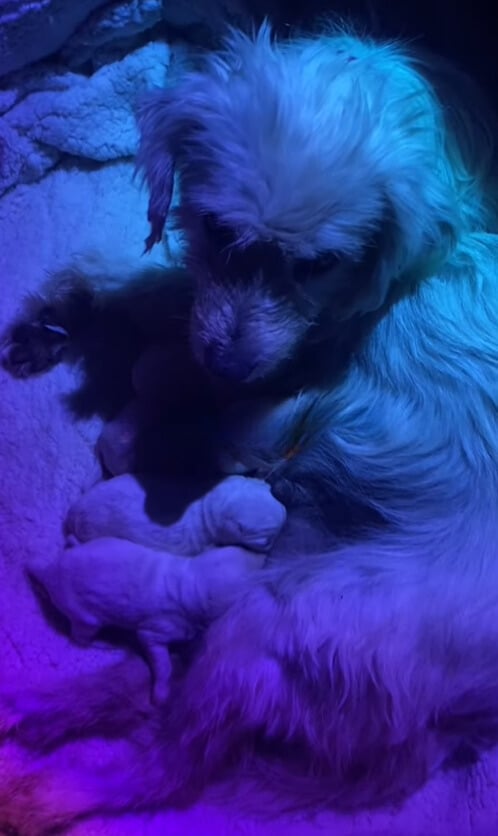 Extra image from article