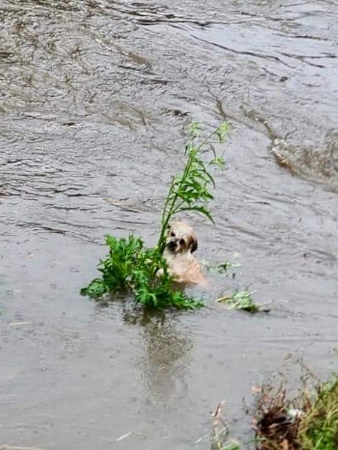 Extra image from article