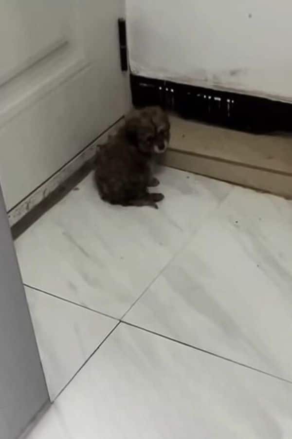 Extra image from article