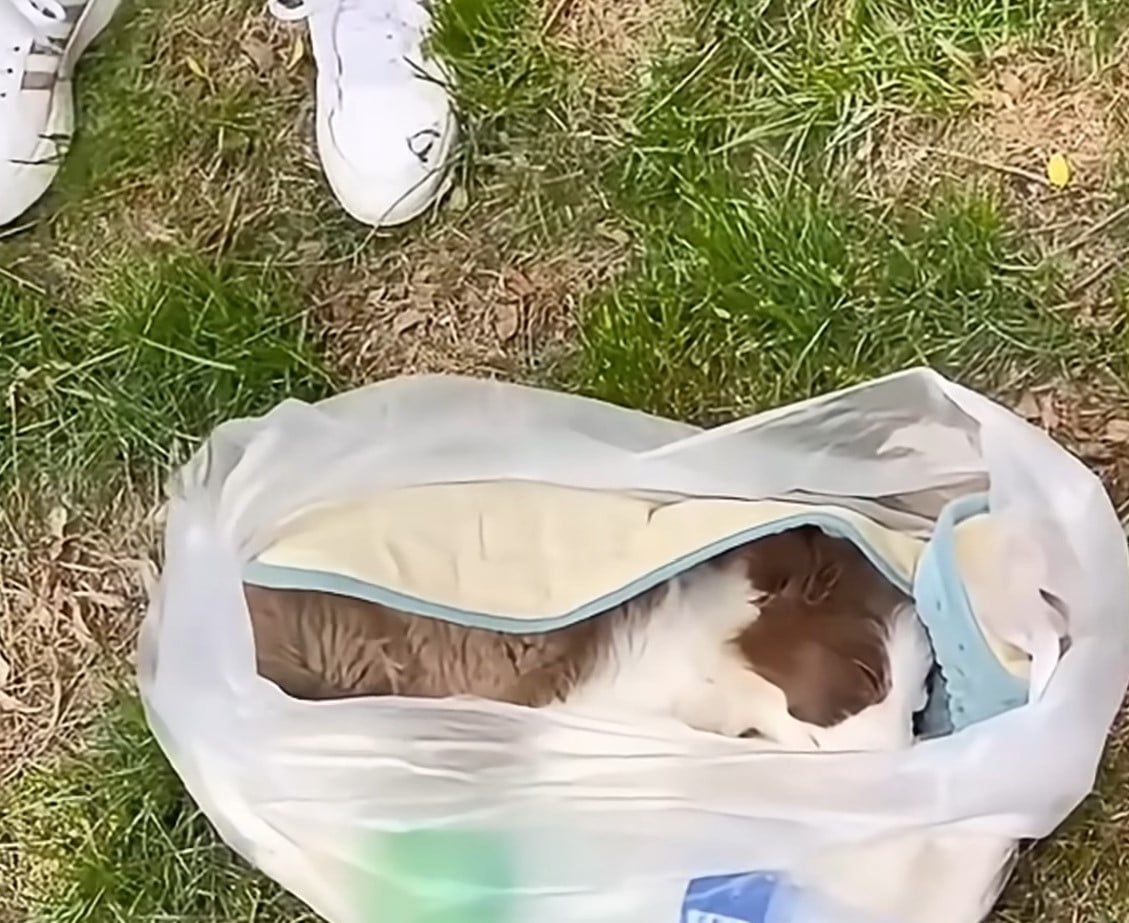 The little pup continued to face health ...