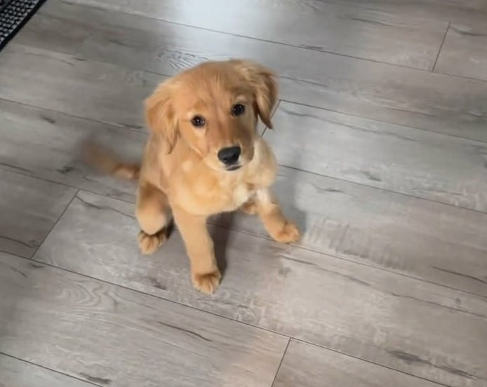 Throughout this journey, regular vet vis...