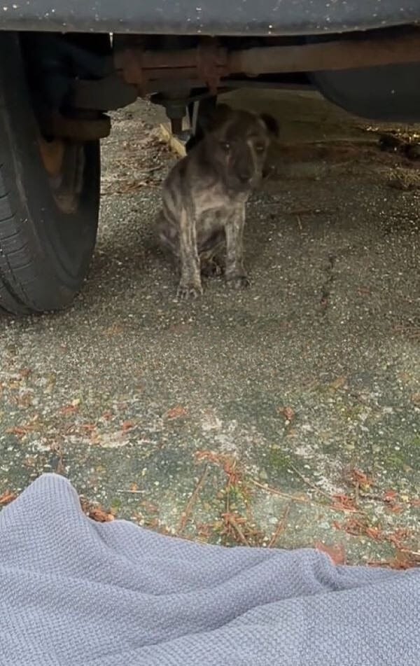 Extra image from article