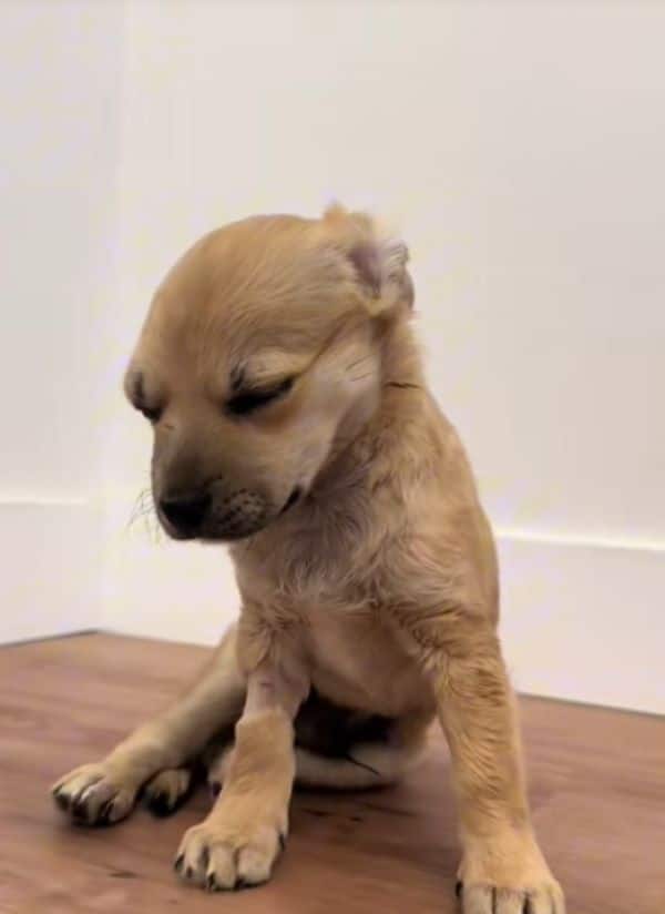 Extra image from article