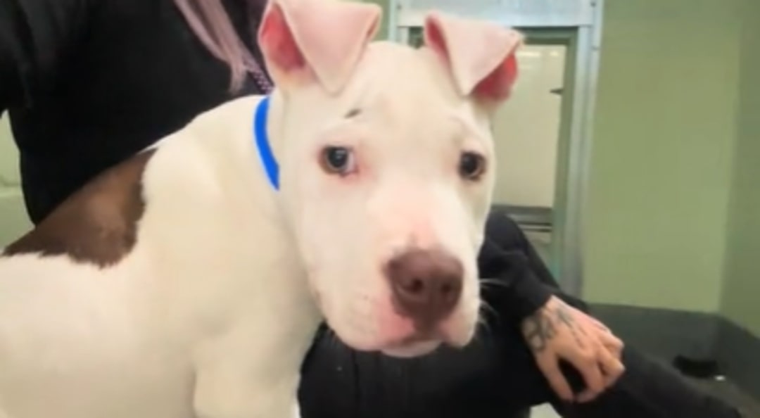 Extra image from article