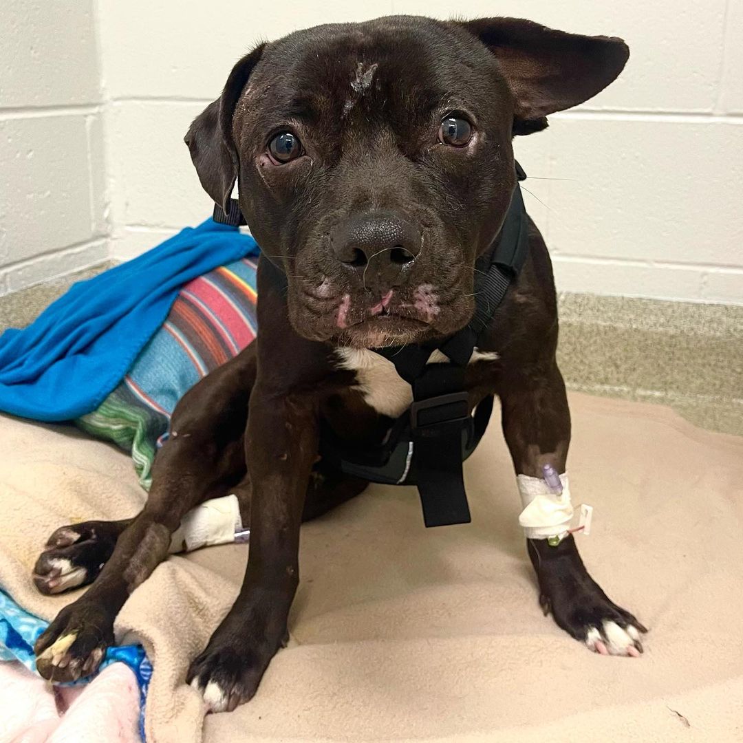 Extra image from article