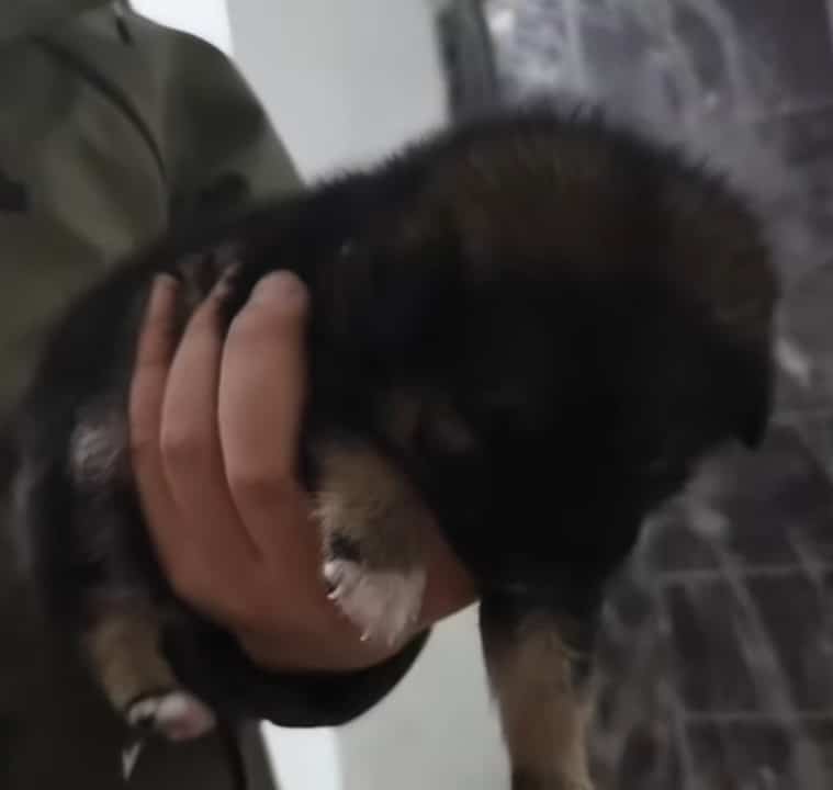 Extra image from article