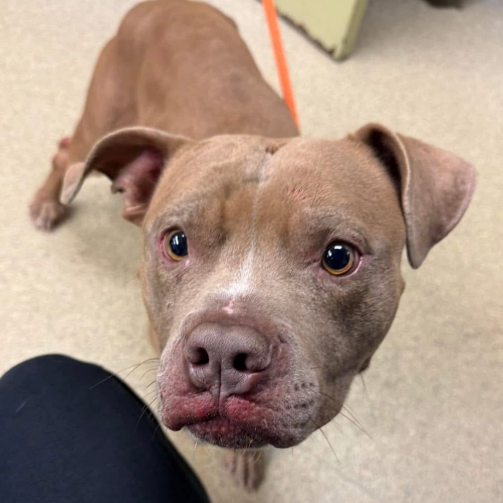 Extra image from article