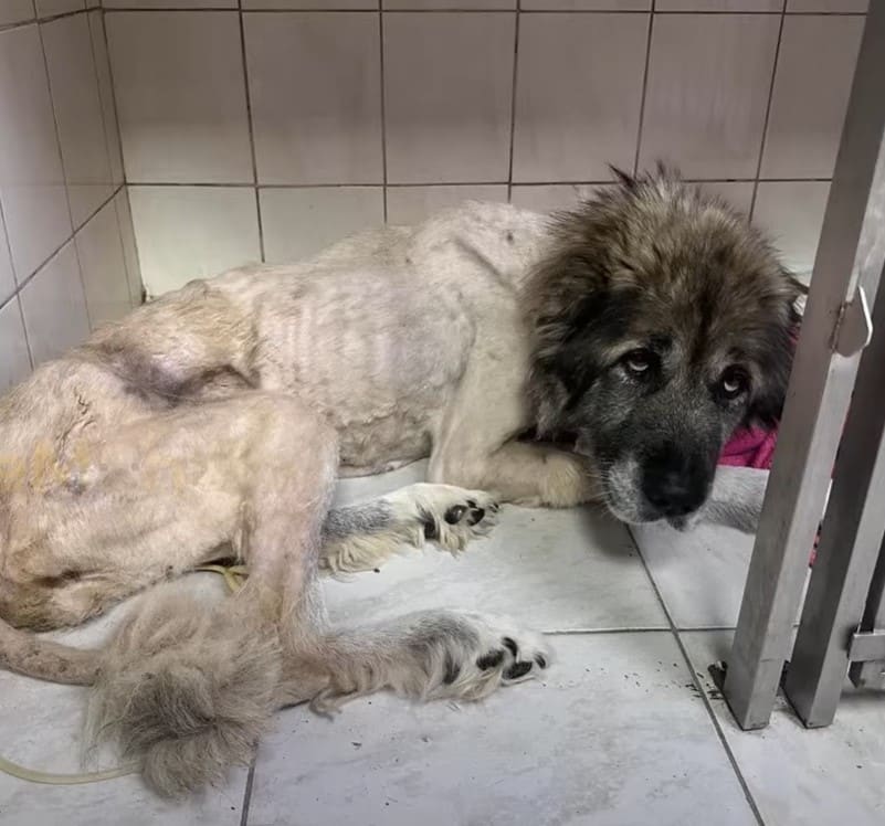 Extra image from article