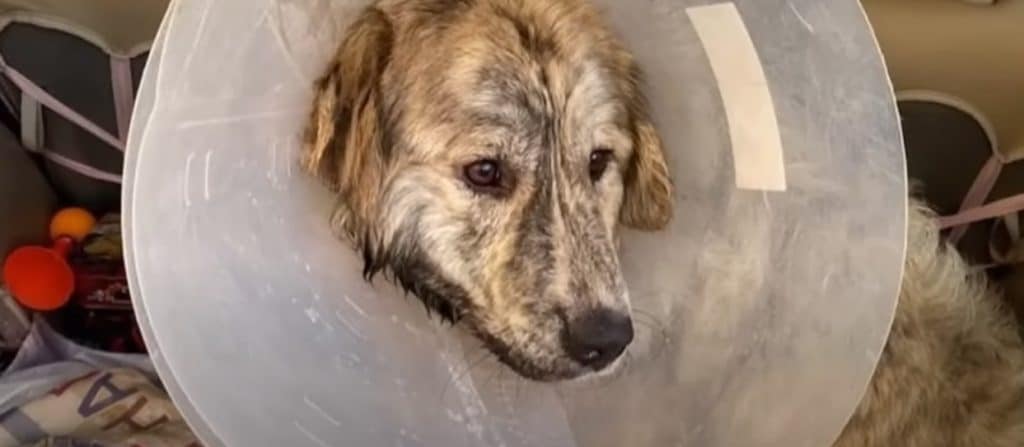 Extra image from article