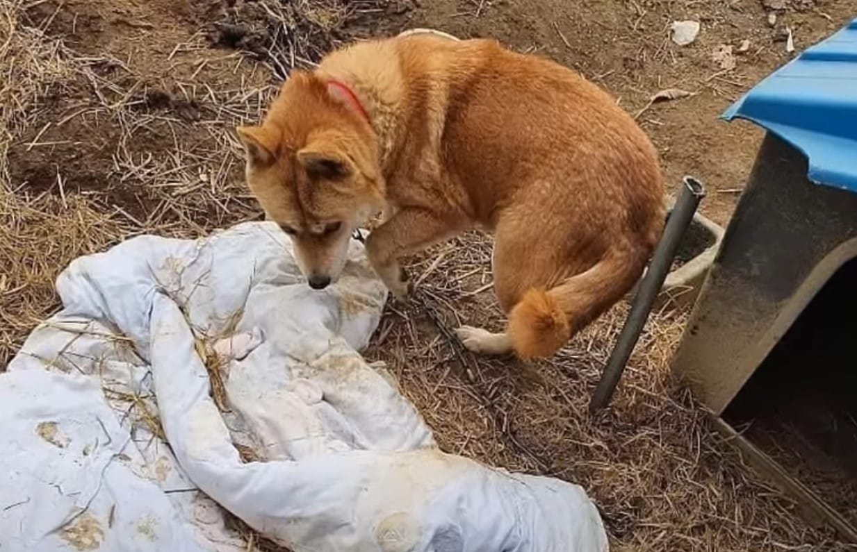 Heartfelt gratitude goes to the compassi...