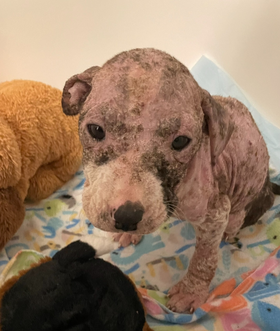 Extra image from article