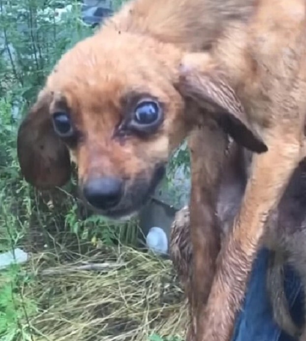 Three weeks after his initial rescue, Pa...