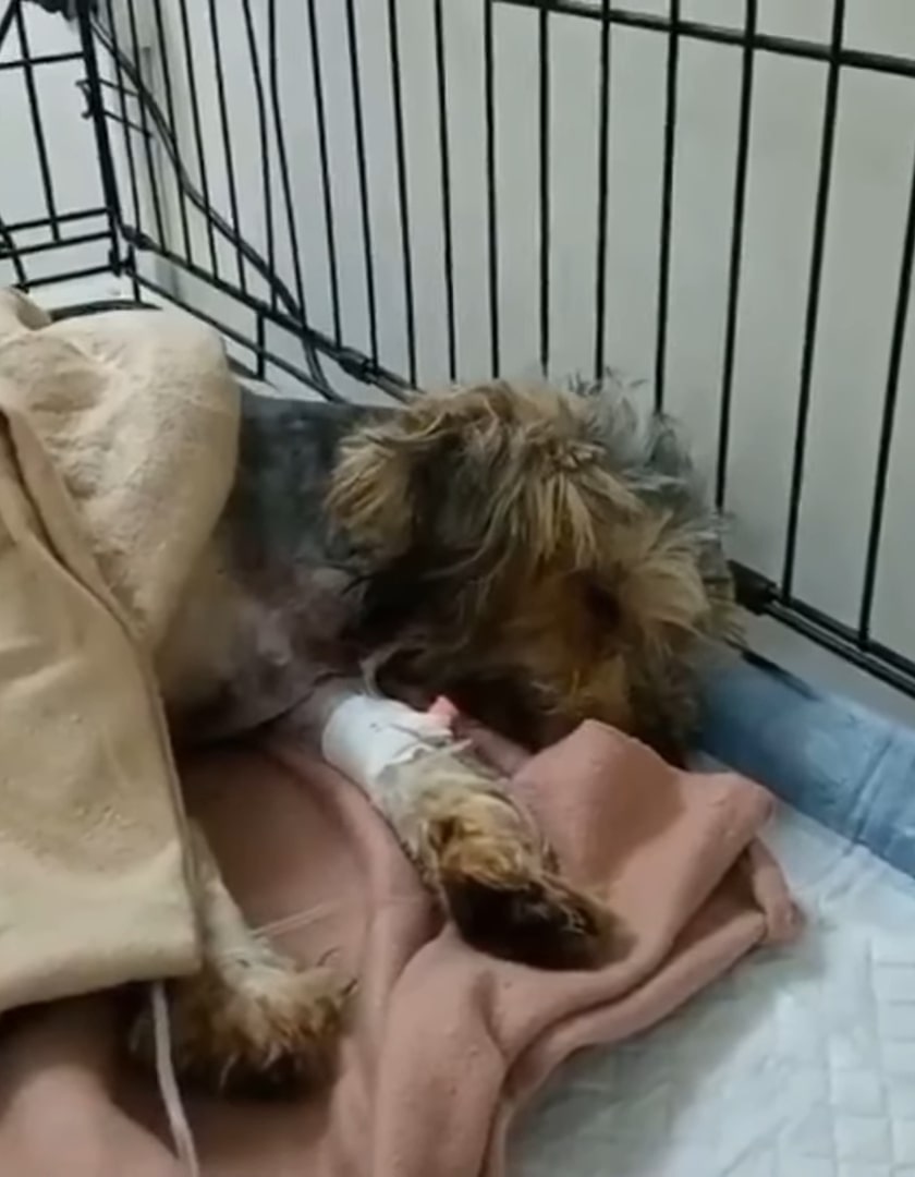 Being welcomed into a nurturing foster h...