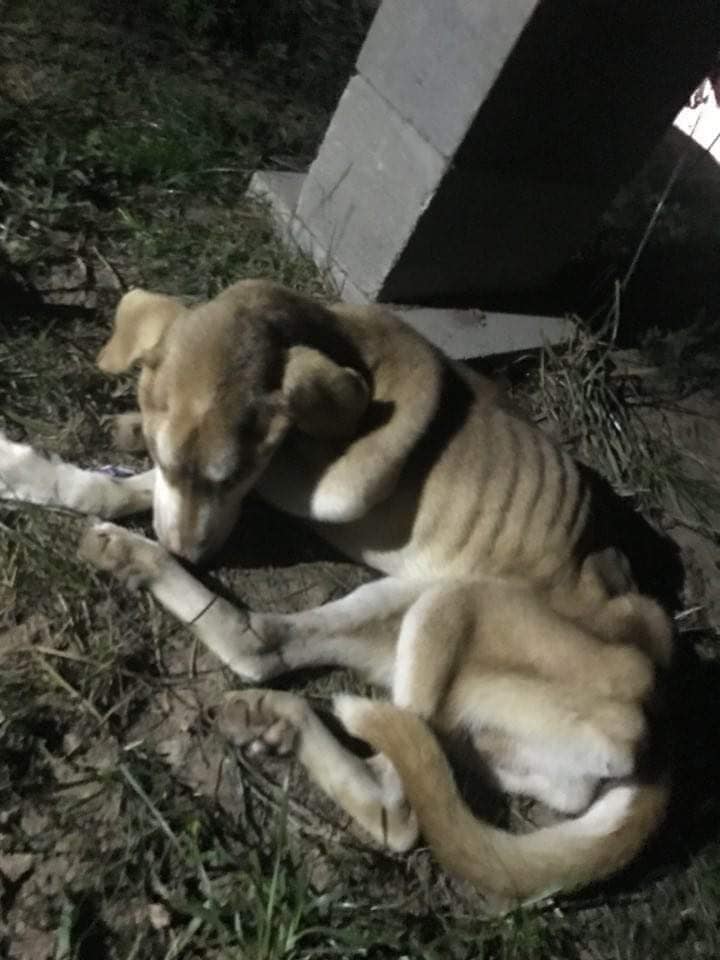 Chief found companionship with his new d...