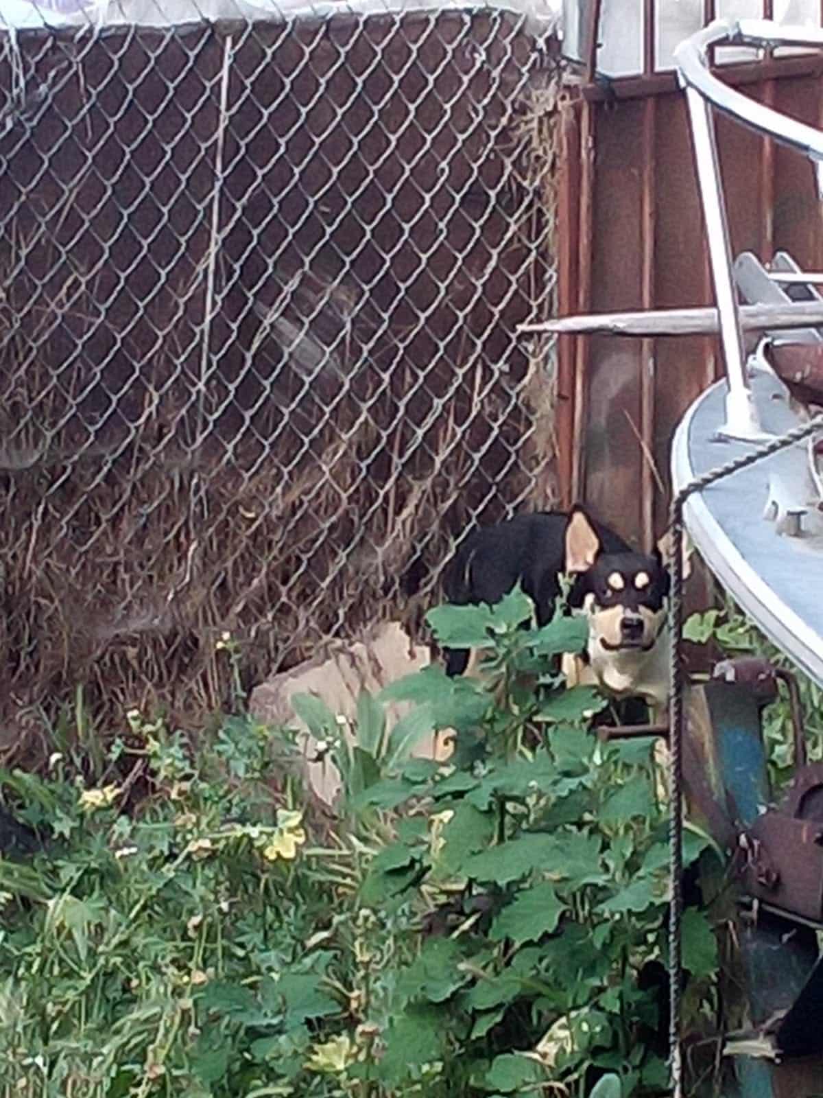 Though the dog listened, he initially st...