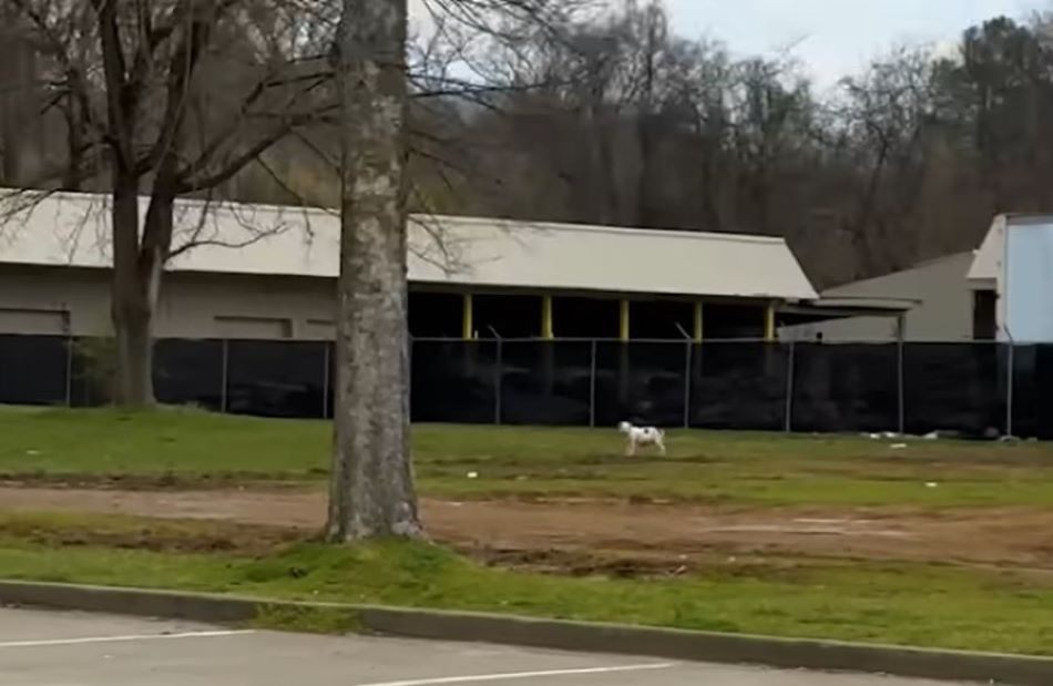 Extra image from article