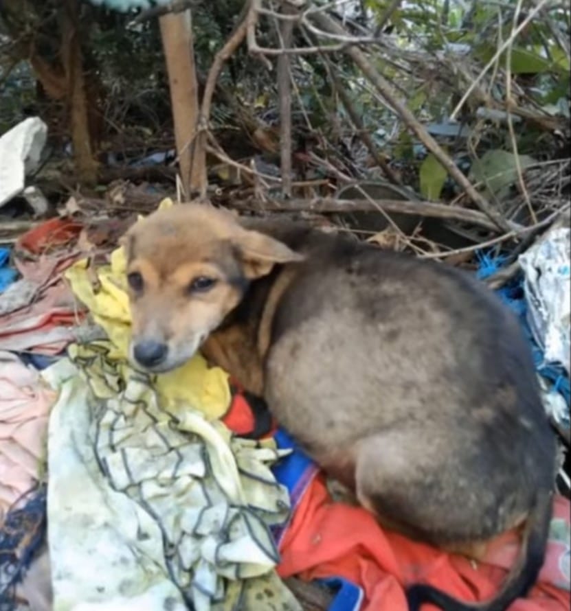 Extra image from article