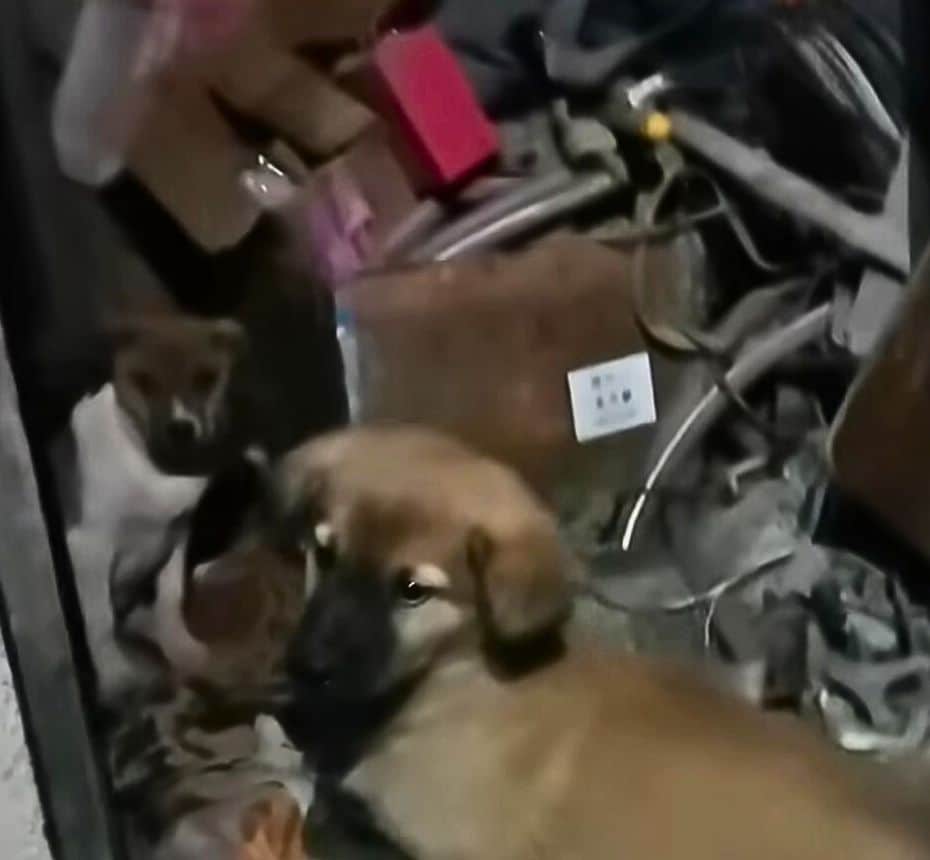 Extra image from article