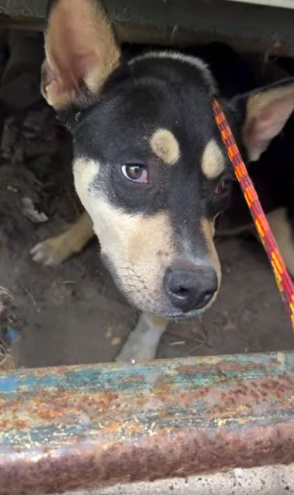 Extra image from article