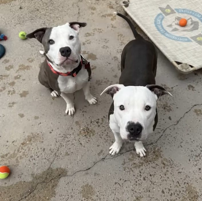 Extra image from article