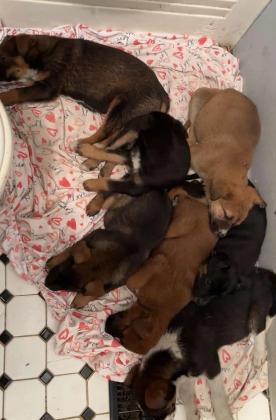 Extra image from article