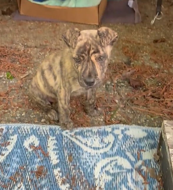 Extra image from article