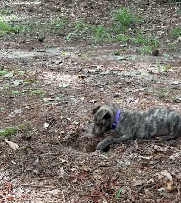 Extra image from article