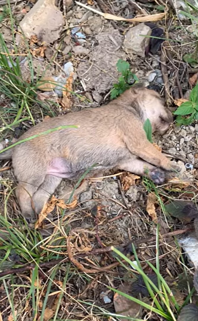 Though he has matured, the joyful spark ...