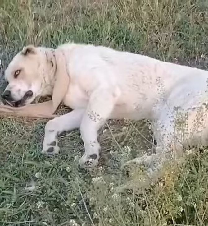 Despite being a large dog, Compact prove...