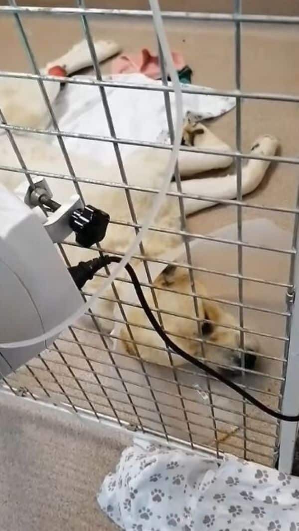 Extra image from article