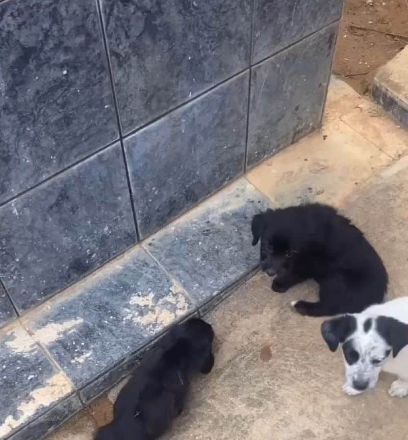 Each of these puppies now enjoys the war...