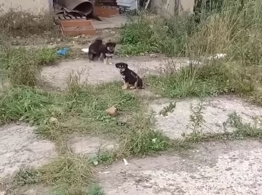 Eventually, the third puppy was found an...