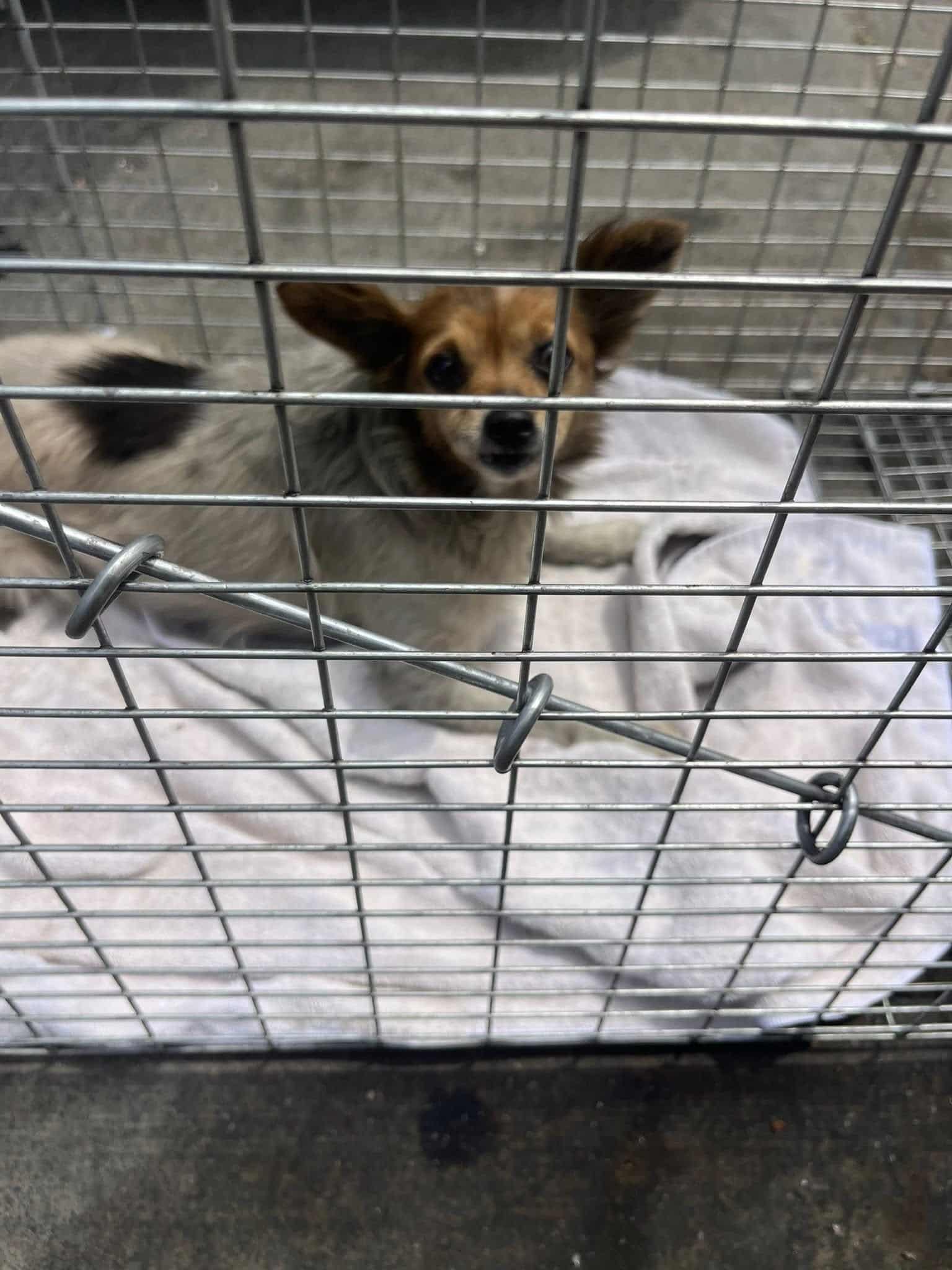 Extra image from article