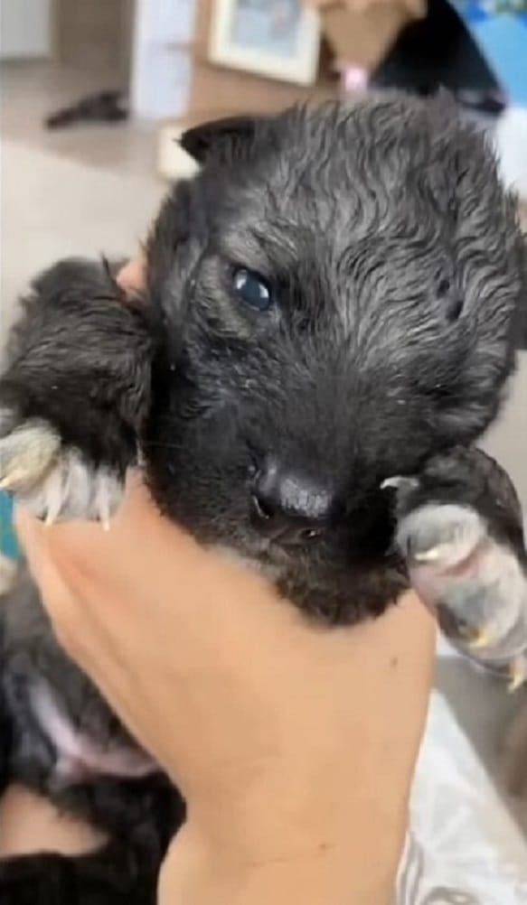 Extra image from article