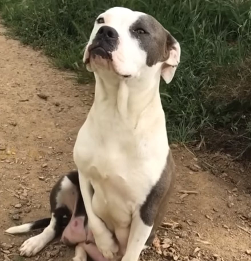 For April's rescuer and other caregivers...