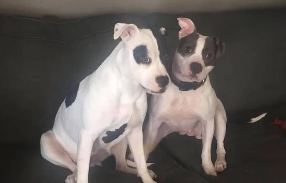 Extra image from article