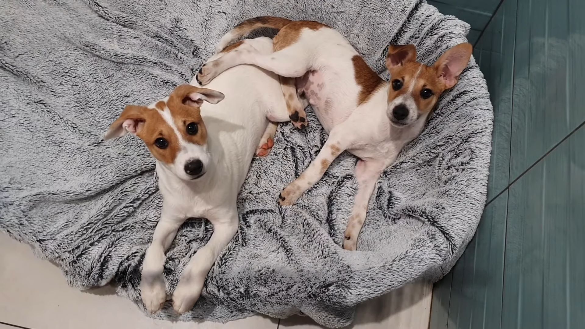 Extra image from article