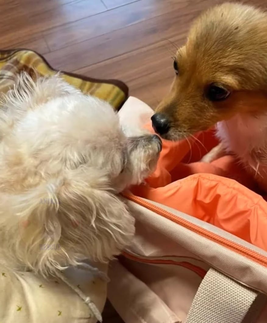 Extra image from article