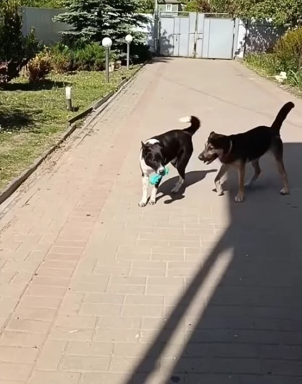 Extra image from article