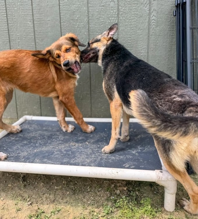 Extra image from article