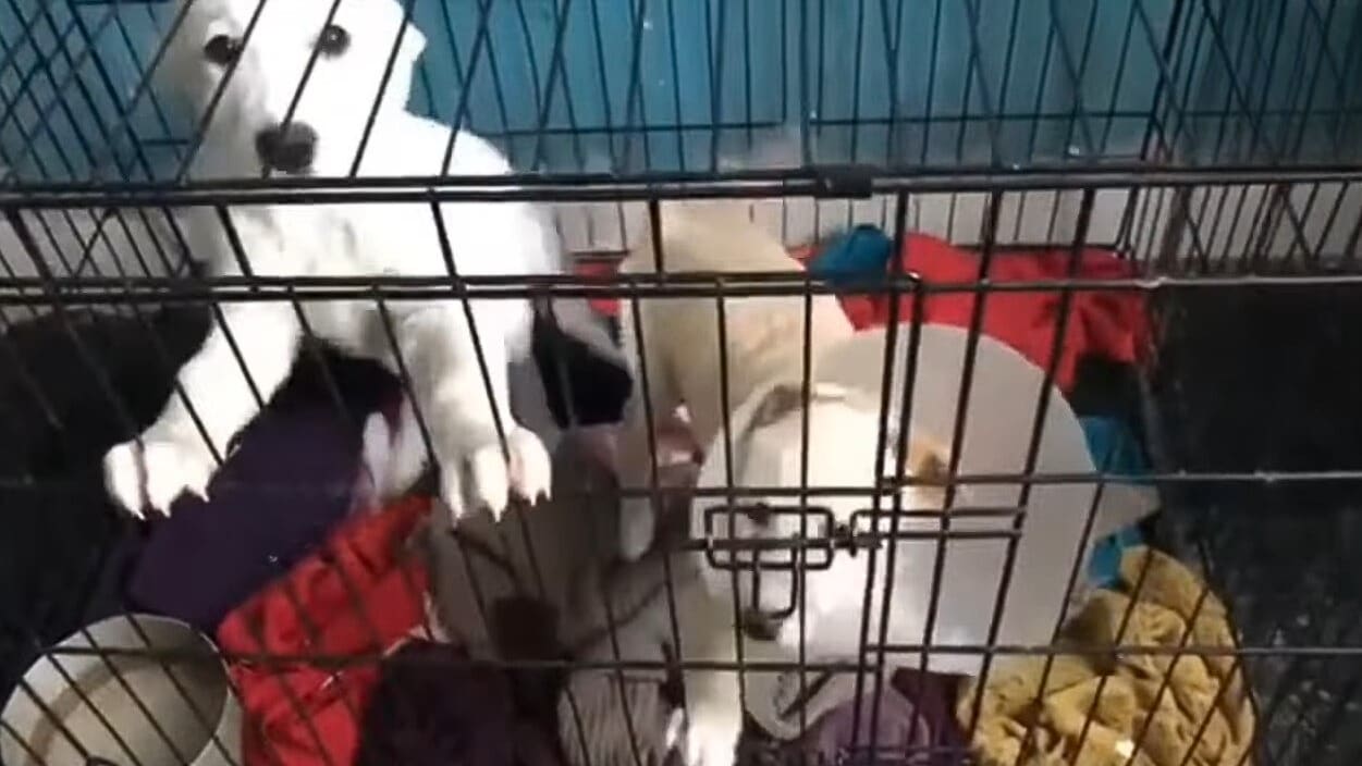 Extra image from article